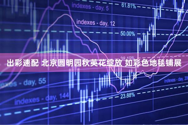 出彩速配 北京圆明园秋英花绽放 如彩色地毯铺展